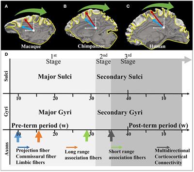 Radial Structure Scaffolds Convolution Patterns of Developing Cerebral Cortex